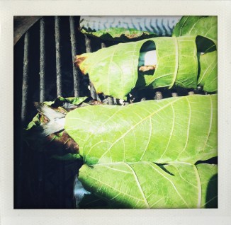 photo B. Giambiasi, 2017