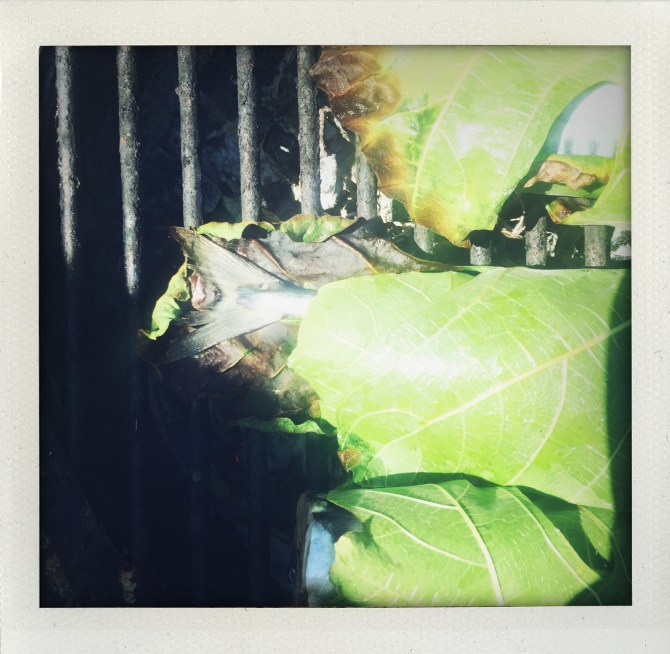 photo B. Giambiasi, 2017